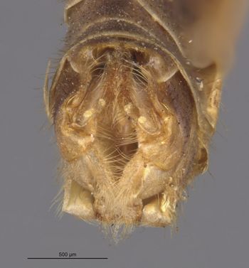 Media type: image;   Entomology 10282 Aspect: genitalia
